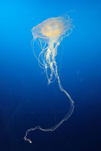 Close-up of jelly fish under water