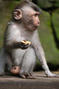 Monkeys sitting outdoors