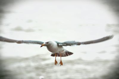 Close-up of seagull flying against sky