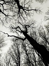 Low angle view of bare tree against sky