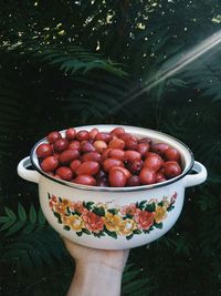 Person holding fruits in bowl
