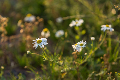 Close-up of insect on flowers blooming outdoors