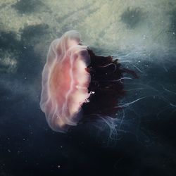 Close-up of jellyfish swimming in sea