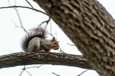 Squirrel on tree