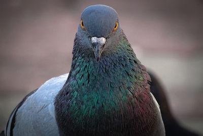 Close-up of pigeon