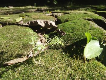 Close up of grass