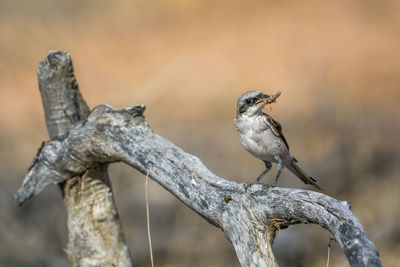 Close-up of birds perching on branch