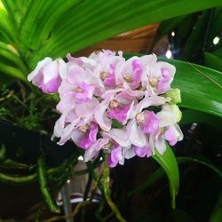 Close-up of pink flowers blooming outdoors