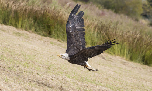 Close-up of eagle flying over field