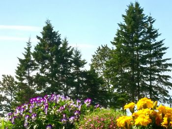 Close-up of fresh yellow flowers blooming in field against sky