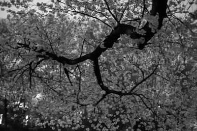 Low angle view of bare trees