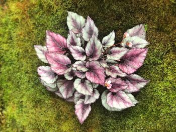 High angle view of pink flower on grass