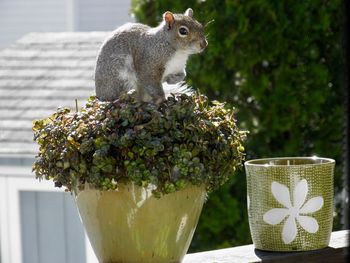 Close-up of a squirrel in flower pot