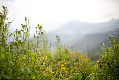 Close-up of yellow plants on field against sky