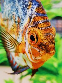 Close-up of orange fish