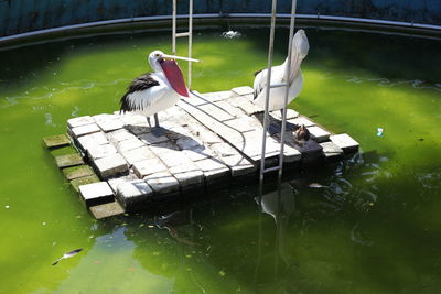 High angle view of bird in lake