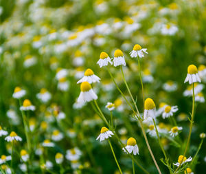 Close-up of white daisy flowers