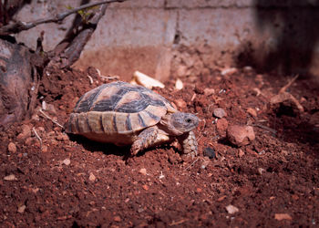Close-up of turtle on ground
