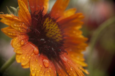 Close-up of wet orange day lily blooming outdoors