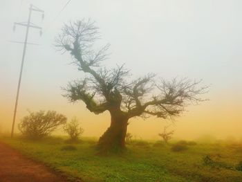 Tree on field against sky