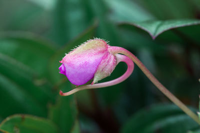 Close-up of pink flowering plant