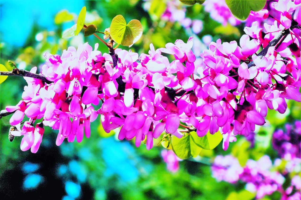 flower, beauty in nature, growth, fragility, nature, petal, freshness, selective focus, animal themes, pink color, animals in the wild, day, outdoors, no people, one animal, insect, close-up, plant, tree, branch, flower head, springtime, blooming