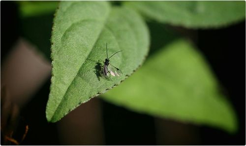 Close-up of insect on leaf