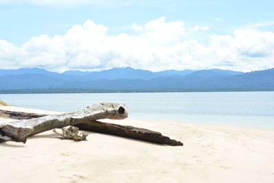 Driftwood on beach against sky