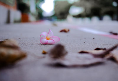 Close-up of pink flowers against blurred background