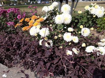 High angle view of white flowering plants