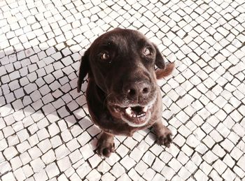 Portrait of a dog