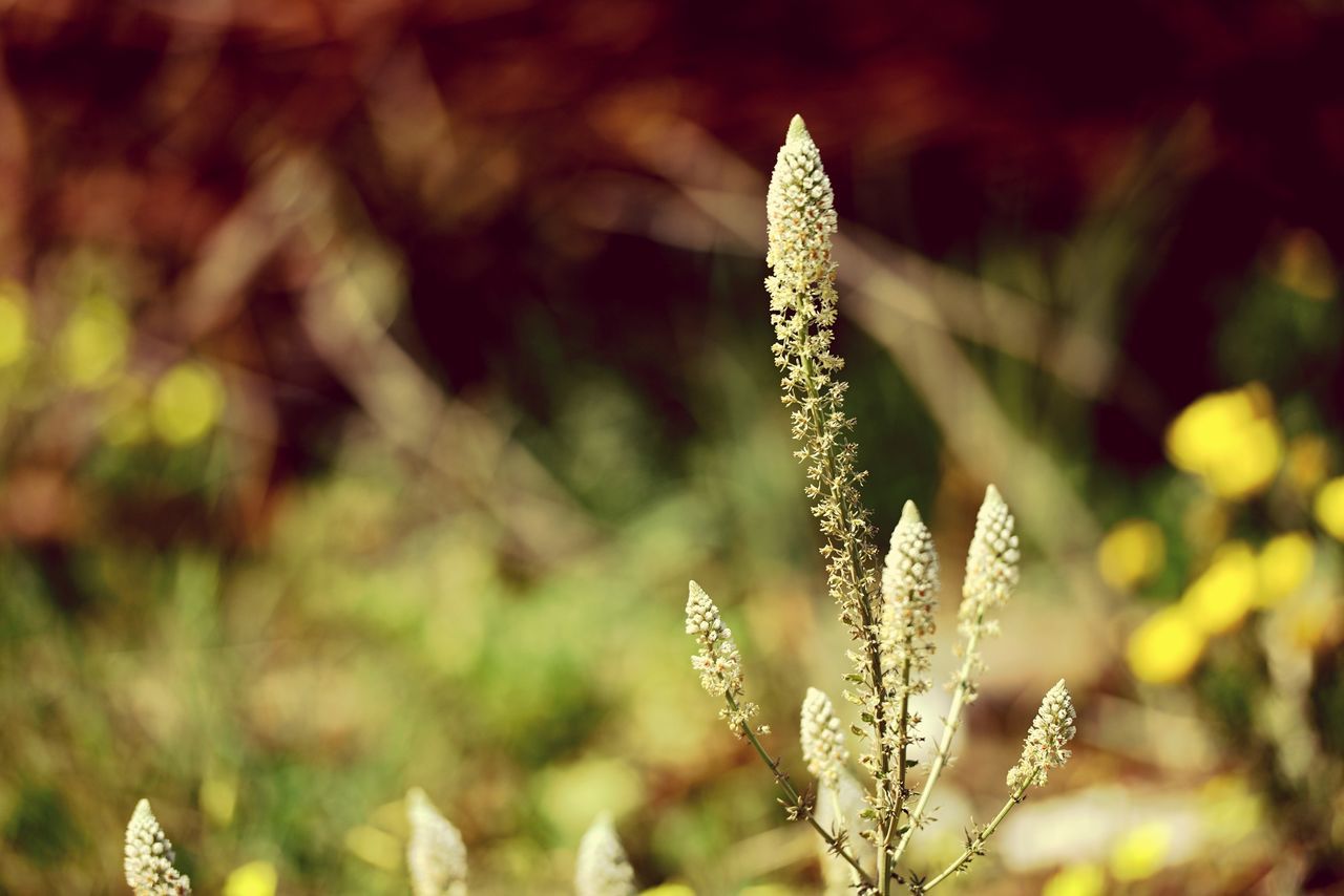 focus on foreground, flower, growth, close-up, plant, nature, fragility, beauty in nature, stem, selective focus, freshness, field, outdoors, day, season, wildflower, tranquility, no people, twig, white color