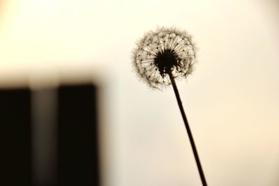 Close-up of dandelion against sky during sunset