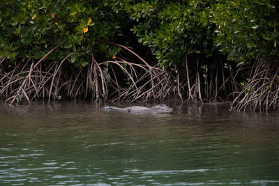 View of a duck in the lake