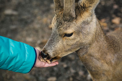 Close-up of hand feeding