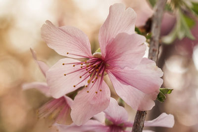 Close-up of pink flower