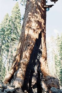 Low angle view of tree trunk in forest