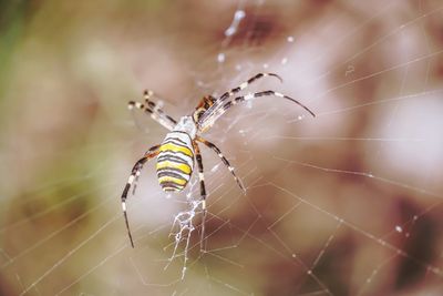 Close-up of spider on web