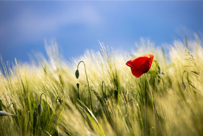 Close-up of poppy on field against sky