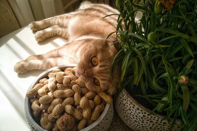 High angle view of a cat