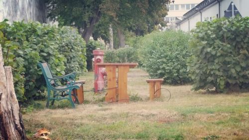 Chairs and plants in garden