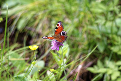 Close-up of butterfly pollinating on flower