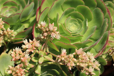 Close-up of flowering plants