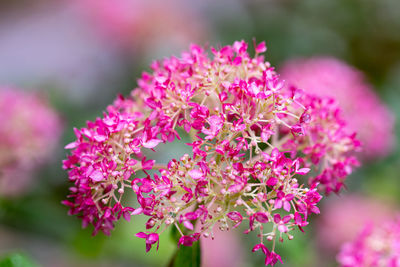 Close-up of pink flowering plant