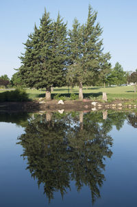 Reflection of trees in water