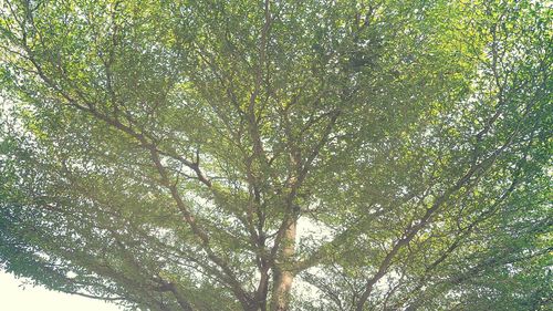 Low angle view of trees in forest