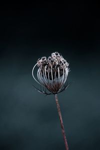 Close-up of wilted flower