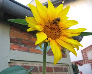 Close-up of yellow flower