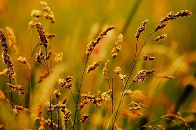 Close-up of plants