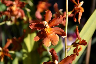 Close-up of flowers against blurred background